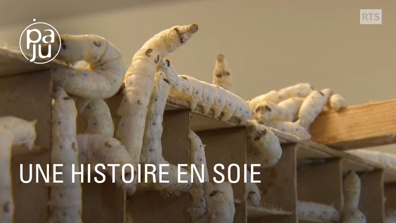 Une famille réinvente l’élevage de vers à soie en Suisse