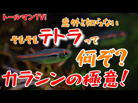 『テトラって何ぞ！？』人気熱帯魚のカラシンについての極意！トールマンTV！