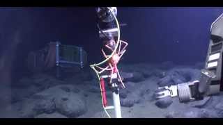 Dive Into the Abyss with Ocean Networks Canada