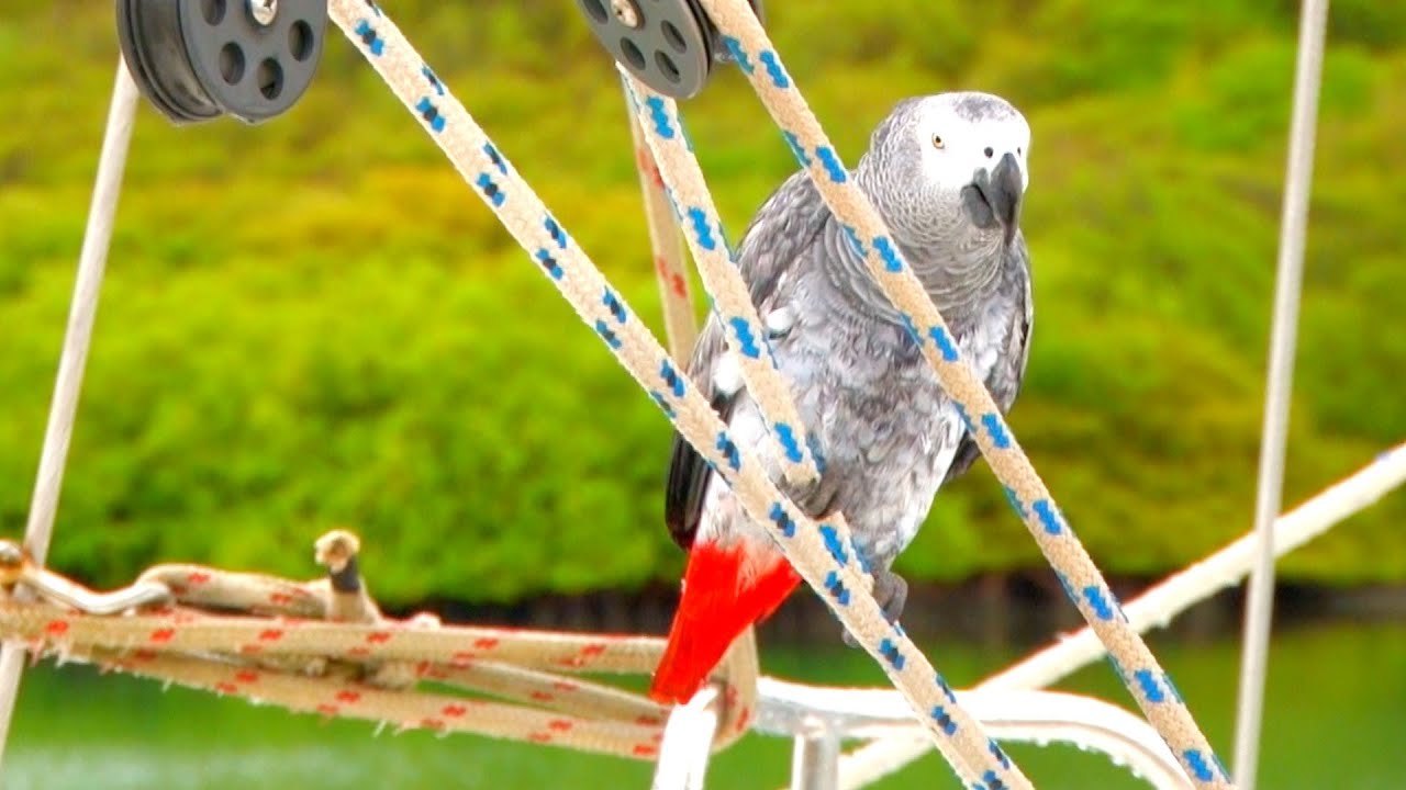 Backyard Scenes – Hog Island Anchorage, Grenada, Caribbean