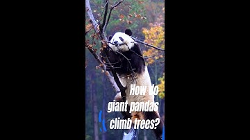 How do giant pandas climb trees?