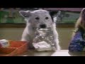 Vintage TV Commercials - November 1994 (The Family Channel) | The TV Time Capsule