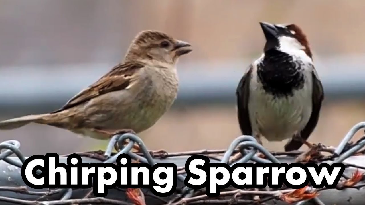 Sparrow Trying To Sing Other Sparrow Pecking And Fighting - Small Brown Wild Bird