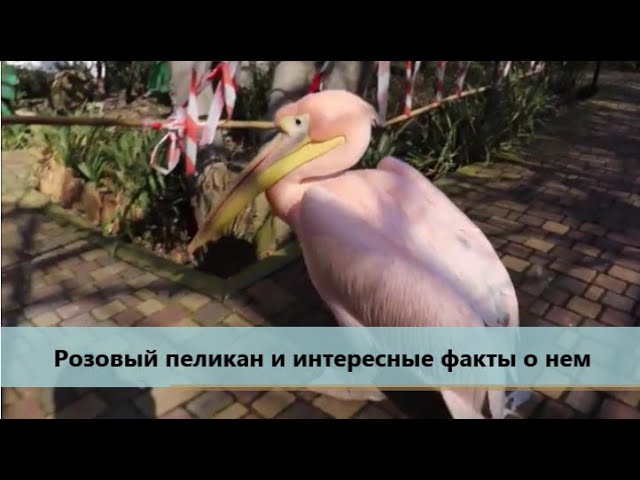 Розовый пеликан и интересные факты о нем
