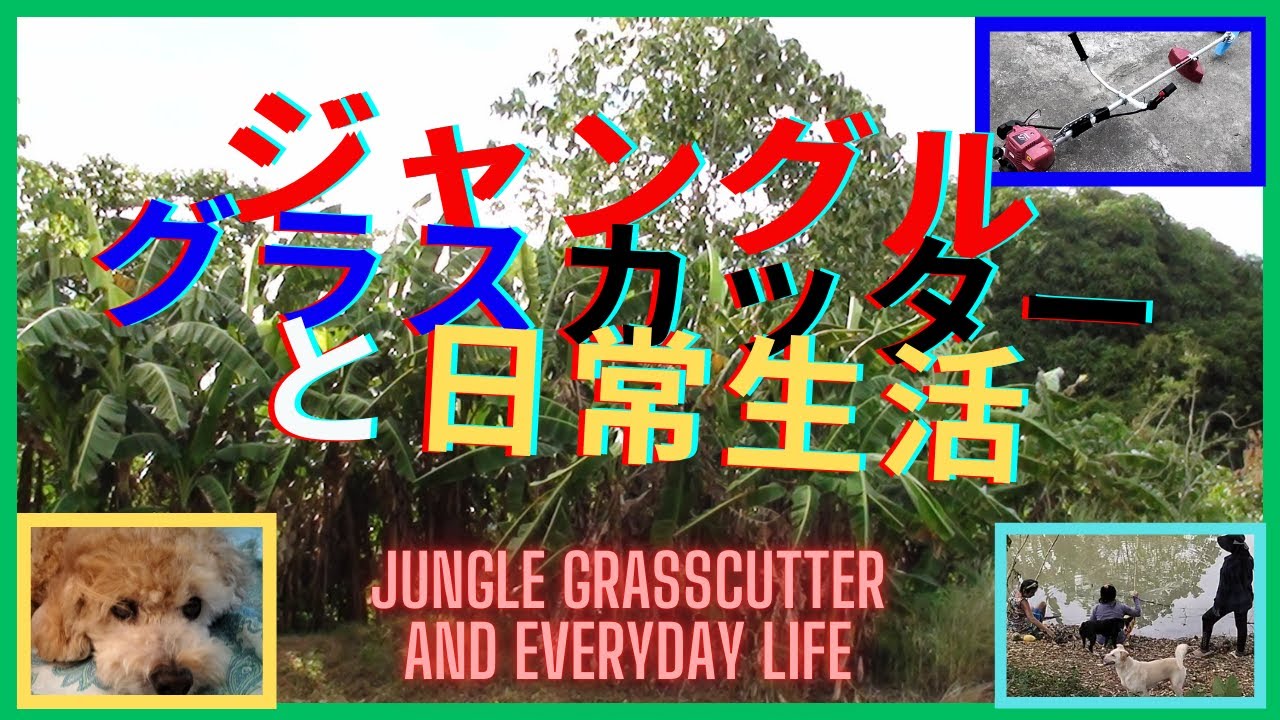 ジャングルグラスカッターと日常生活　Jungle Grasscutter and Everyday Life