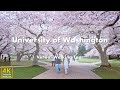 University of washington  virtual walking tour 4k 60fps