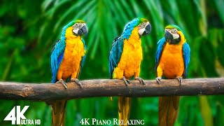 Colorful Macaw Parrots - Stunning Birds in 4K 🐦Sleep Relax Forest Ambient Sounds 4K TV Screensaver