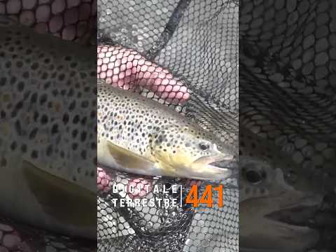Big Trout in Appennino