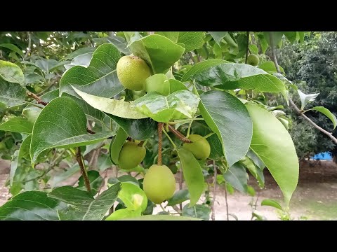 नाशपाती का पेड़ कैसे घर पर‌ तैयार किया गया है#villagelifevlog#indianfarming#naspatikapadekaseugaye