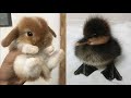 Сборника Видеороликов С Милыми Детенышами Животных   Самые Милые Животные # 7