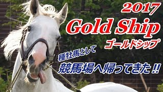 【2017】ゴールドシップ(Gold Ship) 種牡馬になっても変わらない魅力【札幌競馬場】