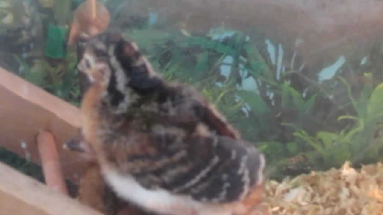 Bare faced Curassow chicks 