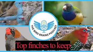 The Top Finches to Keep. The bird brains podcast. Episode 14