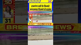 Hardoi News: रामगंगा नदी के किनारे मगरमच्छ दिखने से हड़कंप | Ramganga River | UP News #shorts