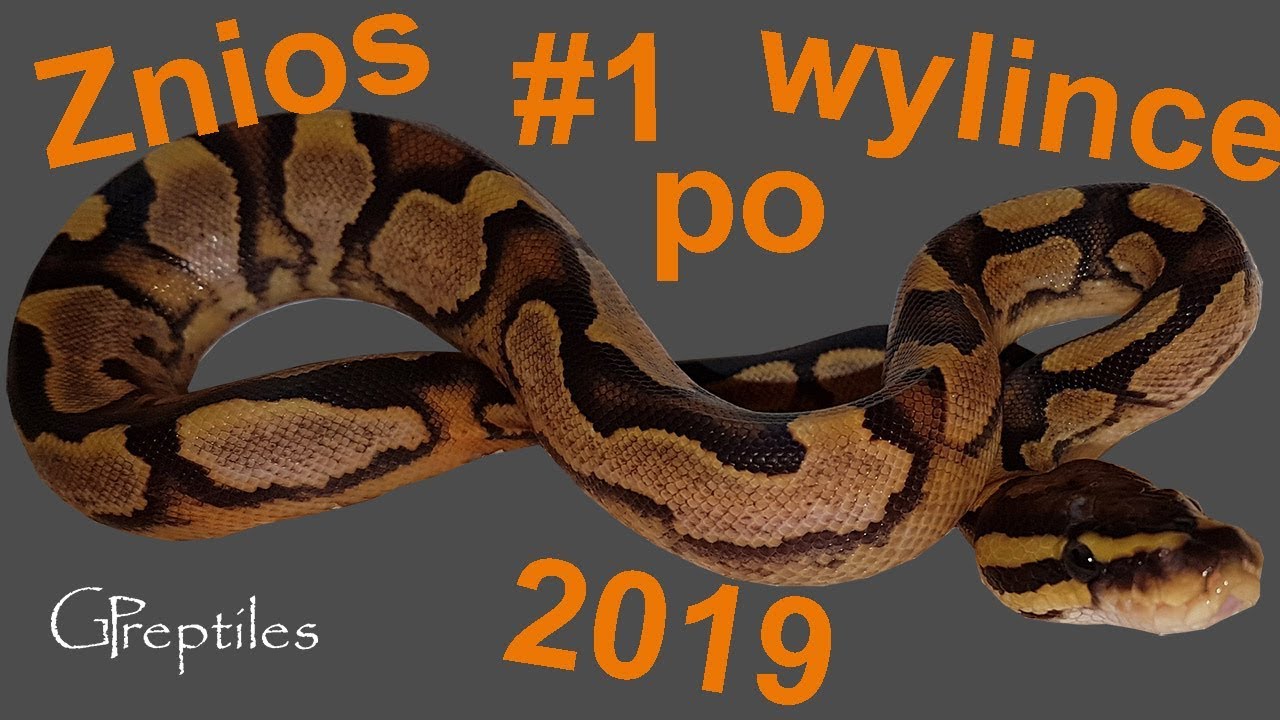 królewskie piwo Znios #1 po pierwszej wylince! Fire x Enchi Calico regiusy