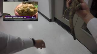 Reporter scares news anchor with bearded dragon | KCEN-TV