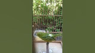 Suara pancingan burung sirtu ngekrek