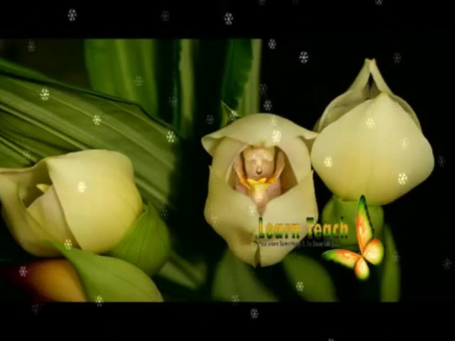 A Beautiful Swaddled Babies Orchid - Anguloa Uniflora - thptnganamst.edu.vn