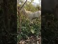 BEETAL MALE BREEDER FOR SALE IN MANGALORE MOODBIDRI +91 99001 46287