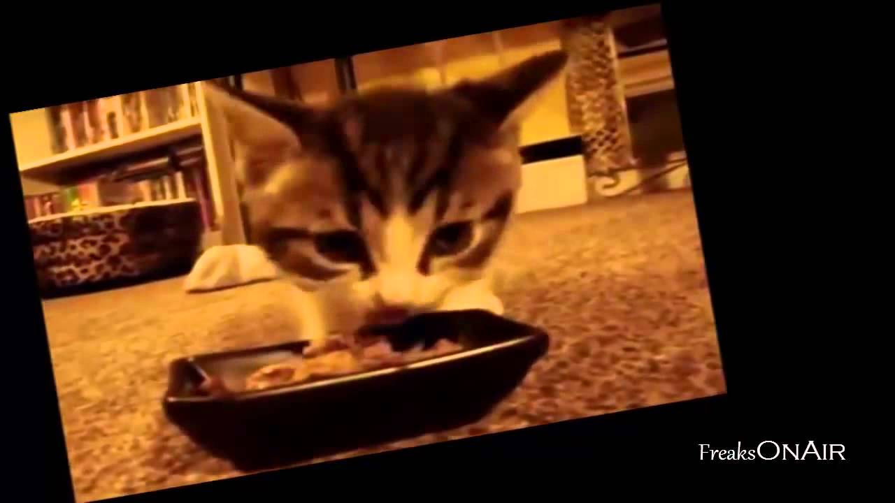 Katzen vs Hunde Lustige Katzen und Hunde Videos 2014 YouTube