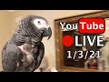 🔴🐦Einstein Parrot LIVE! 1/3/21