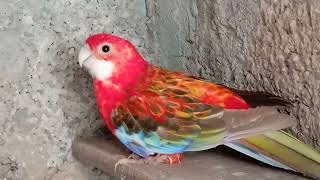 Beautiful Rosella parrots .Rosella birds wild Recognise Mutations or sub Mutations