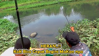 Gak nyangka !!! Mancing Di Sungai Dangkal Dan Airnya Jernih,,Ikan nya Pada Rakus rakus