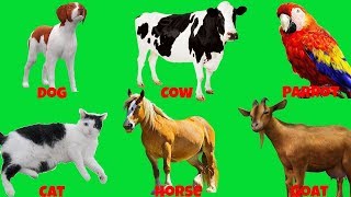 Top Best Animals for Kids and Families ¦ Pets for Kids Learn Farm Animals Names and Sounds