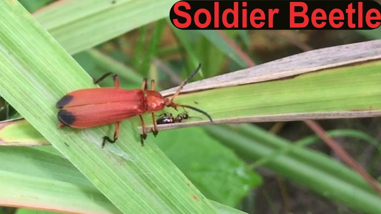 Soldier Beetle    Common Red Soldier Beetle