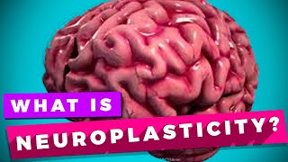What is neuroplasticity and how does it help us to understand the
learning process?for many years, scientists thought that brain was
fixed couldn’t a...