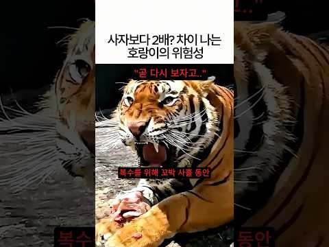 사자보다 2배나 호랑이가 위험하다고? thumbnail