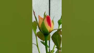 Thumbnail of #song #coversong #bollywood #nature flowers lover 🥰 please like