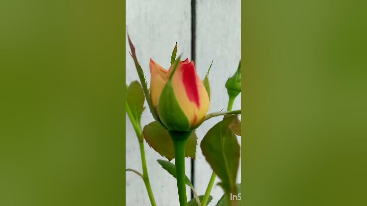 #song #coversong #bollywood #nature flowers lover π₯° please like #song #coversong #bollywood #nature flowers lover π₯° please like