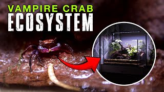 I Built a Low Budget Vampire Crab Ecosystem in a 5 Gallon Aquarium