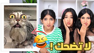 أتحداك ما تضحك !!! ردة فعلنا على اكثر فيديوهات مضحكة ! 😂 2 شفا