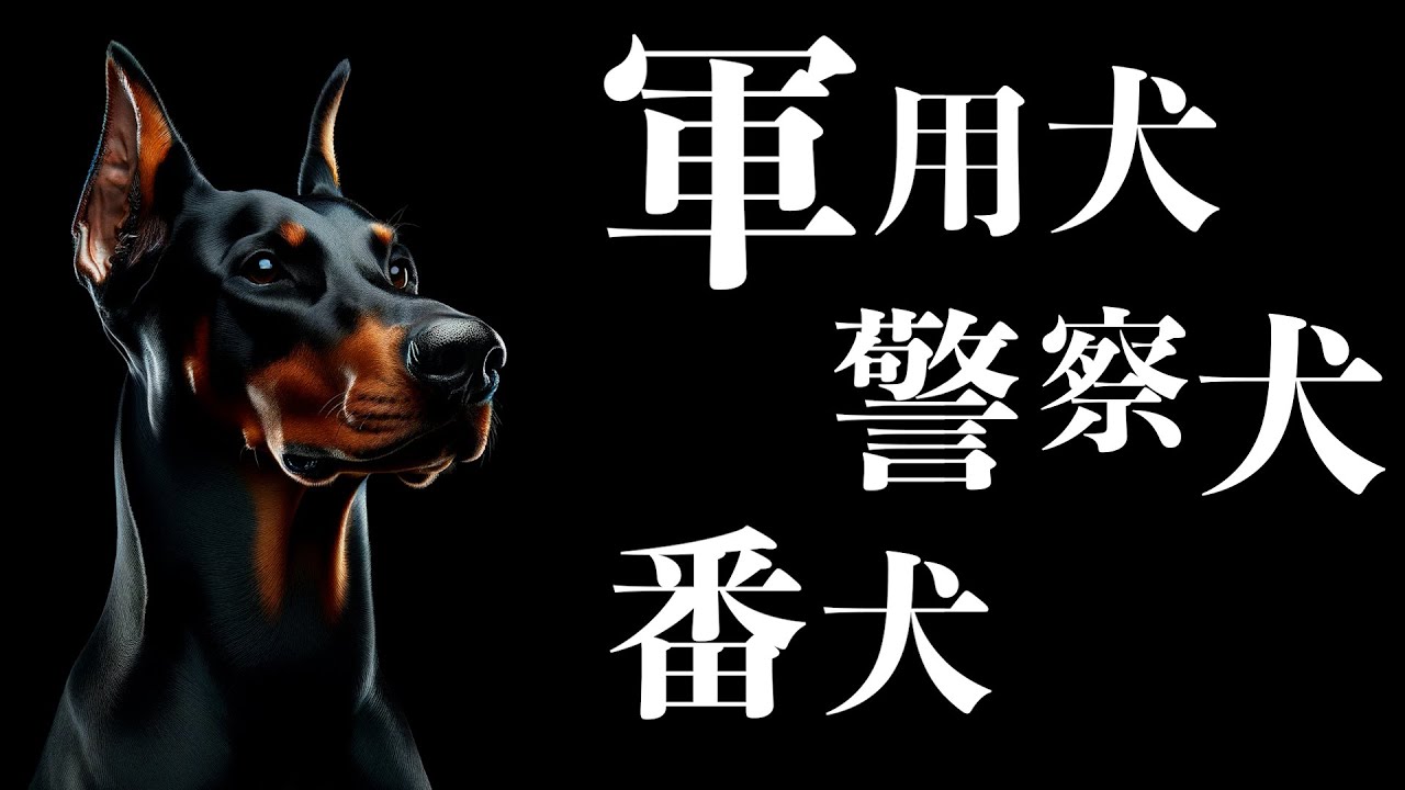 ドーベルマン、昭和、犬 The Story Behind the Creation] The Doberman was a dangerous