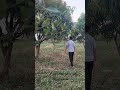 #Mengo farm #with moong