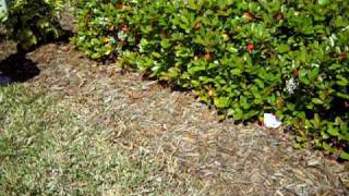 Easter Egg Hunt 2010.AVI
