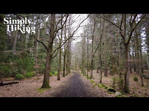 A Relaxing Walk in the Woods | Hollybank Forest 4k Virtual Hike | 60 Great Short Walks Number 39