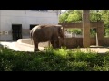 茶臼山動物園　ゾウ の動画、YouTube動画。