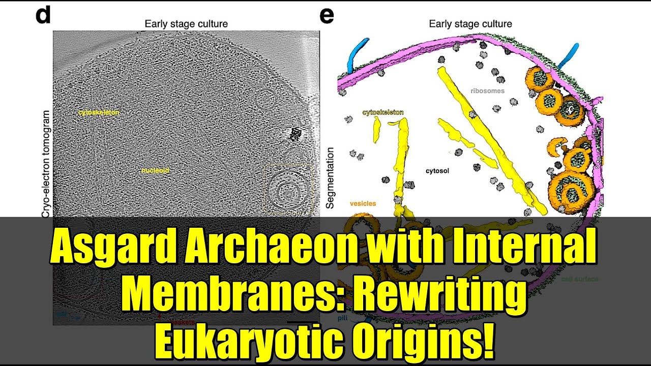 Asgard Archaeon with Internal Membranes: Rewriting Eukaryotic Origins!