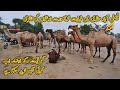 Camel mandi faisalabad  camel for qurbani  haseeb chishti