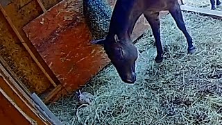 Horse Svenny goes nose to nose with the baby bunnies nesting in his run in.