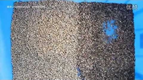 coffee bean color sorter (aj@colorsort.cn) Selecionadoras CCD SELECTORA POR COLOR