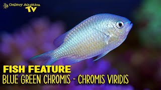 Fish Feature  Blue Green Chromis  Chromis viridis