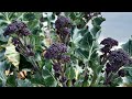 Join me for a March harvest ~ such a beautiful day!