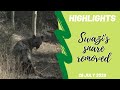 Highlights Snare removed from Swazi the Hyena 29 July 2020