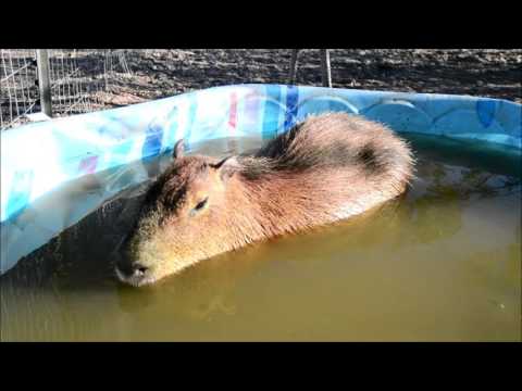 Capybara Farting in Mud-bath