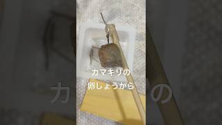 カマキリの卵しょうから複数の生き物が出てくるとは思いませんでした（2026/05/21） #カマキリの卵 #カマキリ羽化 #カマキリの卵しょう #シロマダラノメイガ #オナガアシブトコバチ #寄生蜂