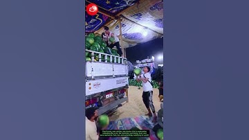 Teamwork in Action — Watermelons Flying with Precision 🍉🎯